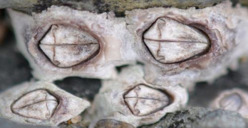 Réf. 243 107 : Chthamalus montagui
